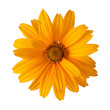 golden daisy