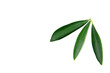 olive tree leaves olive tree leaves