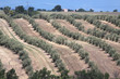 Olivenhain in der Provence Olivenhain in der Provence