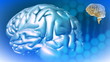 3d animated brain in High definition against a blue screen