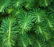 Christmas background Christmas background