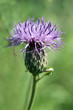 Faerberscharte; Serratula tinctoria
