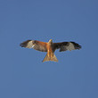 steinadler von unten fotografiert steinadler von unten fotografiert