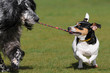 Setter und jack Russel am spielen