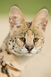 Serval