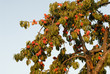 peach tree