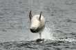 Bottlenose Dolphin (Tursiops truncatus)