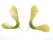 sycamore seeds