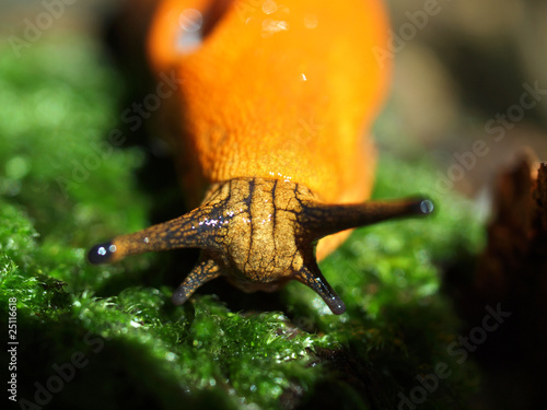 Photo: Nacktschnecke Nacktschnecke