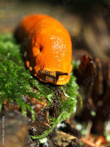 Photo: Nacktschnecke Nacktschnecke