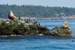 Stellar Sea Lion