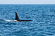 Orca Whale