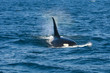 Wild Orca Whale