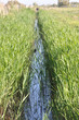 petite roubine de camargue