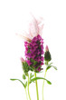 lavender flower on the white background