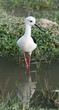 Black-winged Stilt Himantopus himantopus
