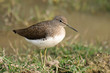 Green Sandpiper Tringa ochropus