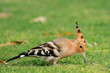 Common Hoopoe Upupa epops