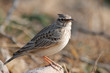 Crested Lark Galerida cristata