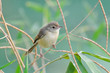 Plain Prinia Prinia inornata