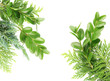 Postcard from evergreen plants Postcard from evergreen plants
