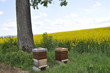 Rucher sur colza Rucher sur colza