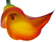 orange calla lily isolated on white