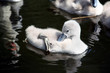 Swan baby