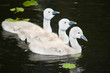 Swan joey