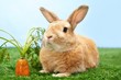Adorable pet