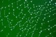 Spinnennetz mit Wassertropfen Spinnennetz mit Wassertropfen