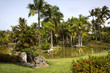 Palm Tree Pond Palm Tree Pond