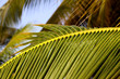 Palm Leaves Palm Leaves