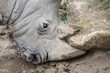 Rhinoceros