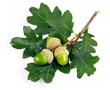 green acorn fruits with leaves