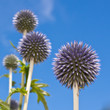 Burst of Echinops