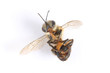 A bee was die, on white paper.