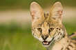 Serval