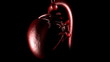 3d human heart beating in High Definition