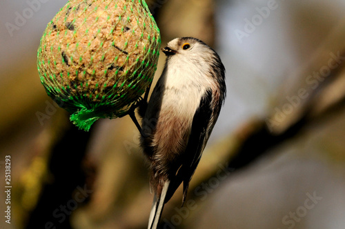 Foto: Schwanzmeise am fressen Schwanzmeise am fressen