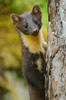 Baummarder