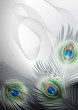 Background with peacock feathers