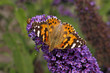 Distelfalter (Vanessa cardui) auf Buddleja - Painted Lady