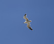 vol de la mouette