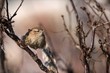 The wren.