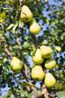 Pear growing in garden