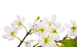 white cherry blossom macro