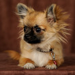 Chihuahua 4