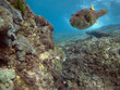 toadreef