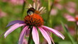 bee and flower